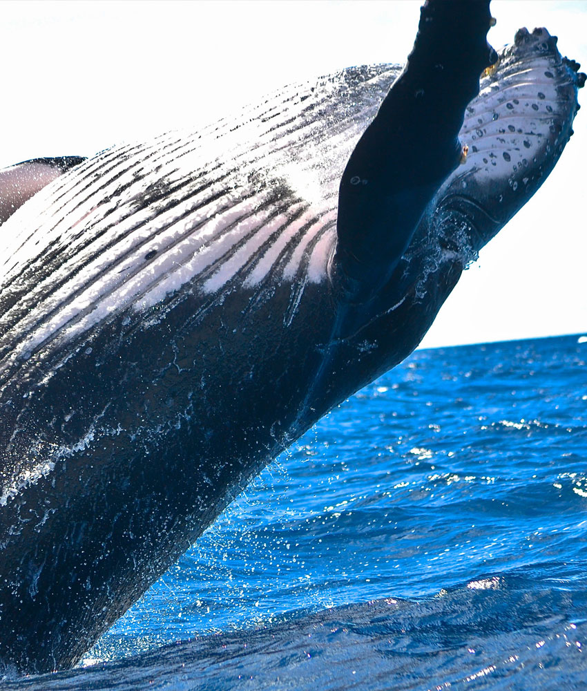 Deep-water denizen stranded in Sept-Îles - Baleines en direct